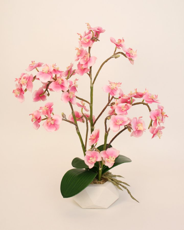 Розовый королевский фаленопсис в кашпо