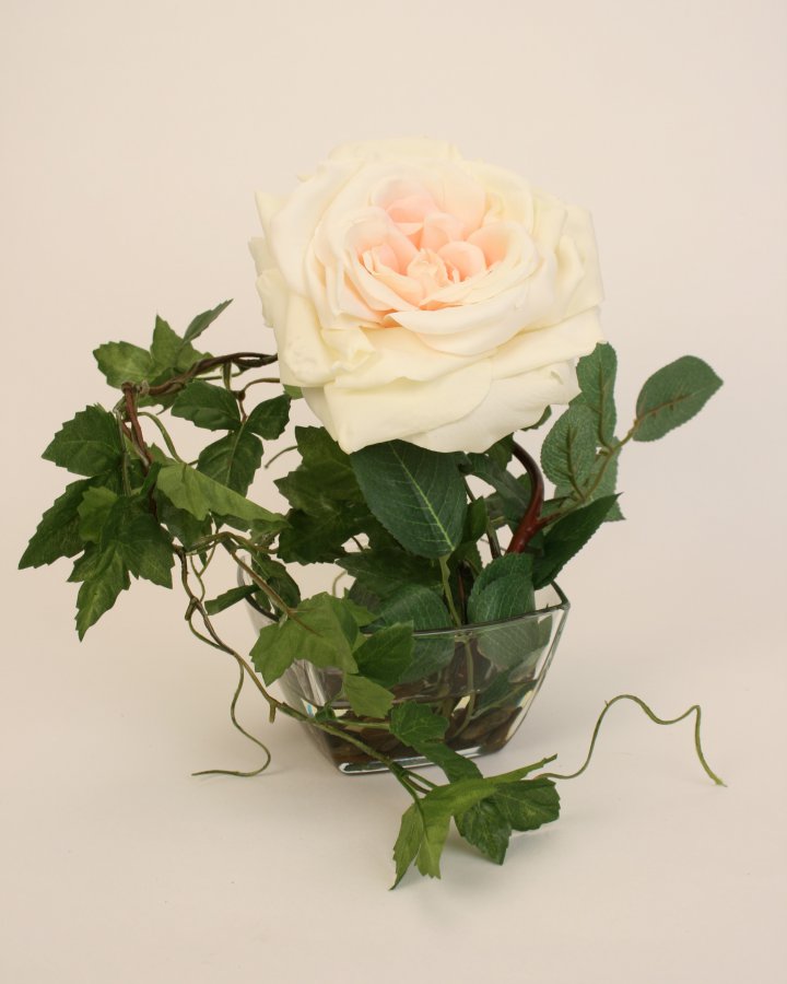 Роза Дюшес с плющом