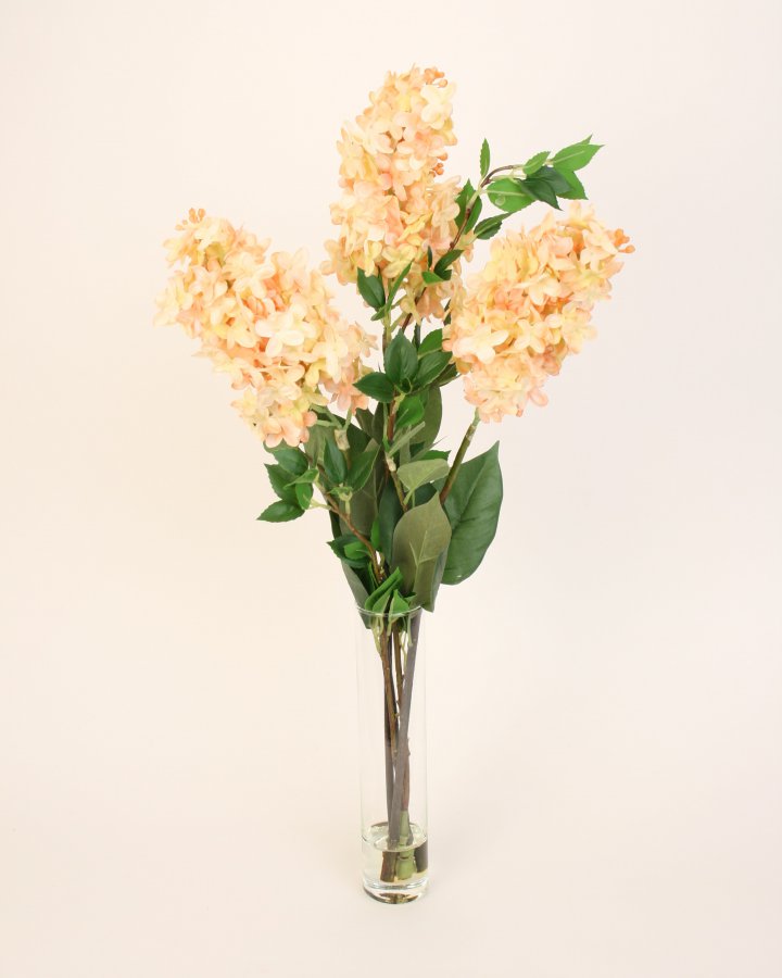 Персиковая гортензия 3 шт