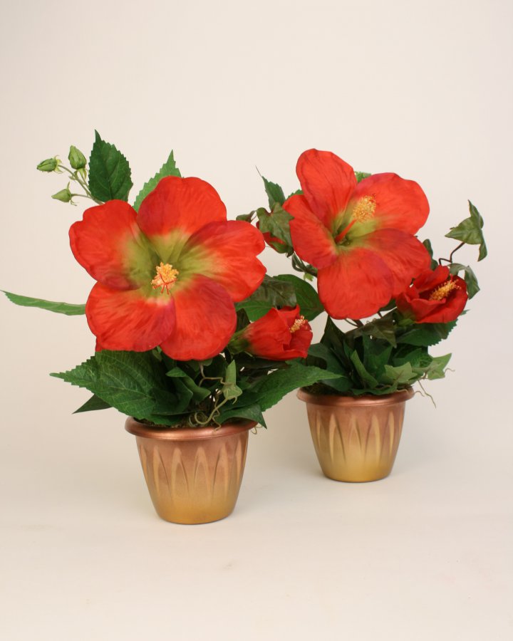 Суданская роза 2 шт.