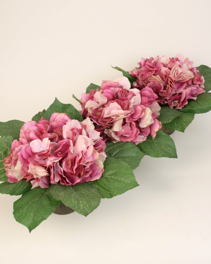 Гортензия 3 шт