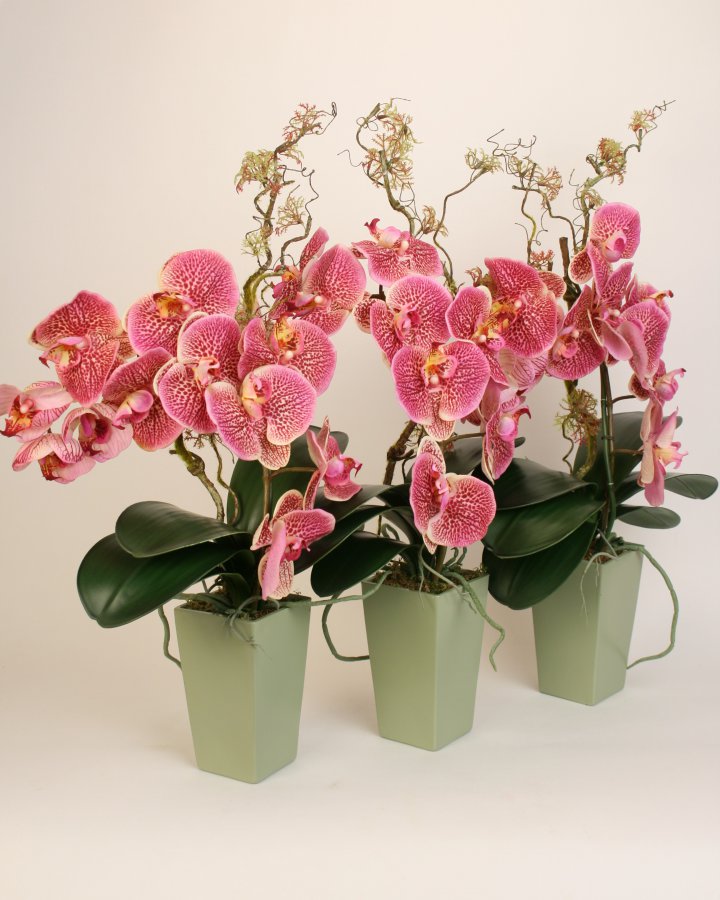 Комплект из фаленопсисов