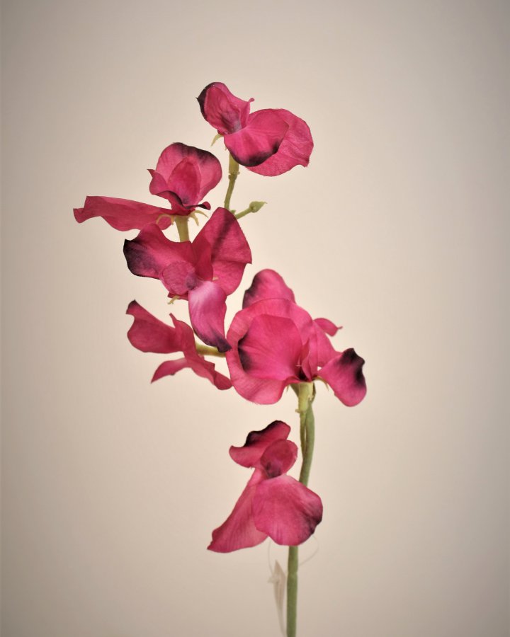 Душистый горошек "Королевская свадьба" для интерьерного декора