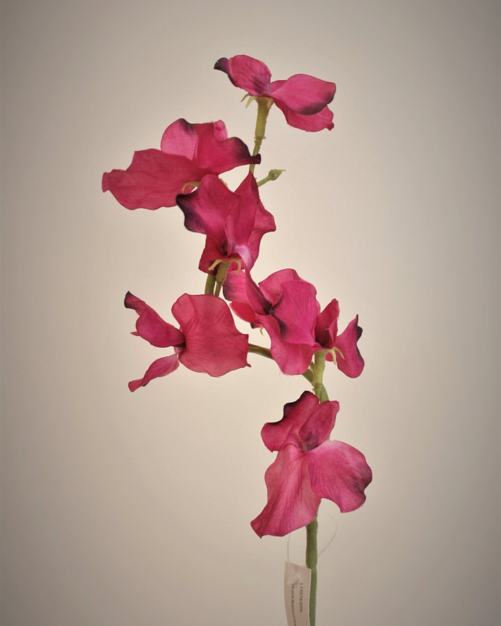 Душистый горошек "Королевская свадьба" для интерьерного декора