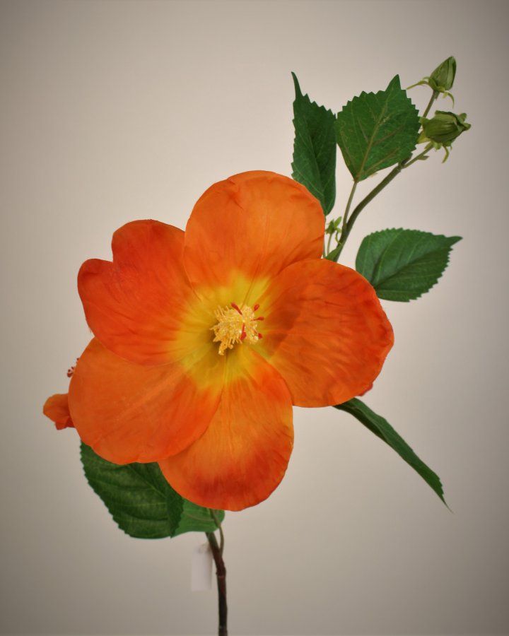 Гибискус (суданская роза) для интерьерного декора