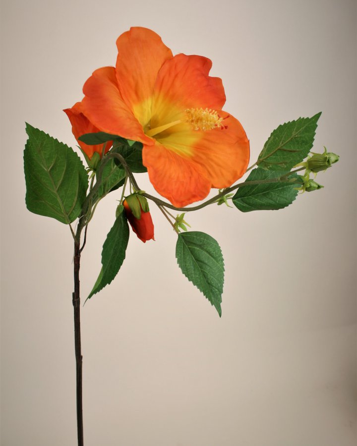 Гибискус (суданская роза) для интерьерного декора