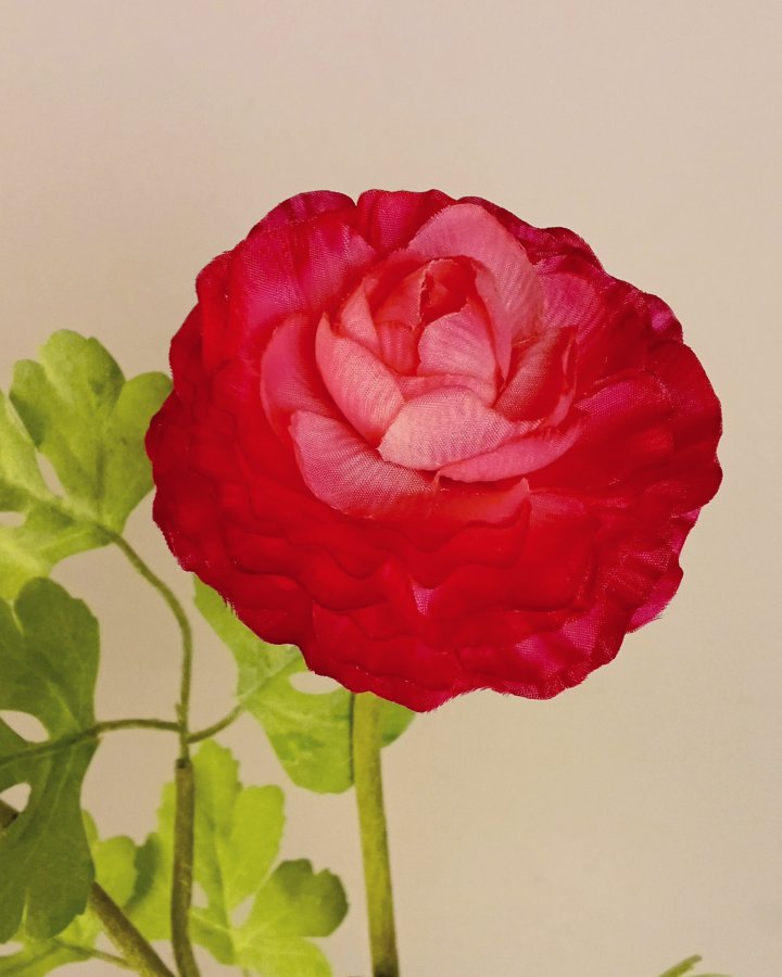 Лютик персидский (ранункулюс) для интерьерного декора