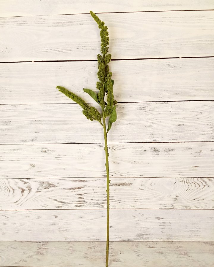 Амарант "Пумила" для интерьера