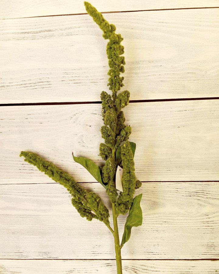 Амарант "Пумила" для интерьера