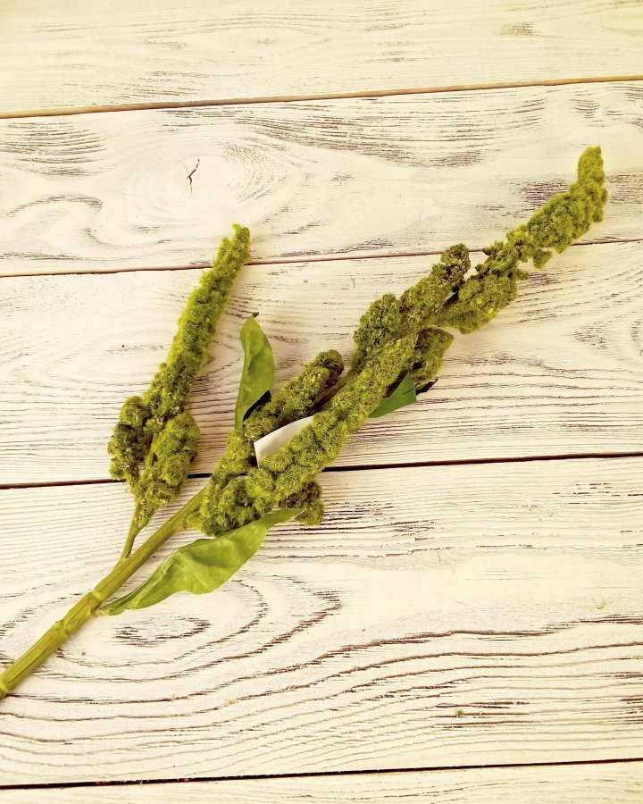 Амарант "Пумила" для интерьера