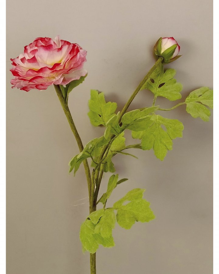 Лютик персидский (ранункулюс) для декора интерьера