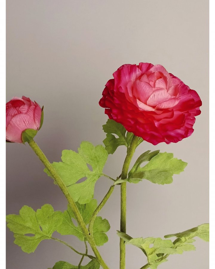 Лютик персидский (ранункулюс) для интерьерного декора