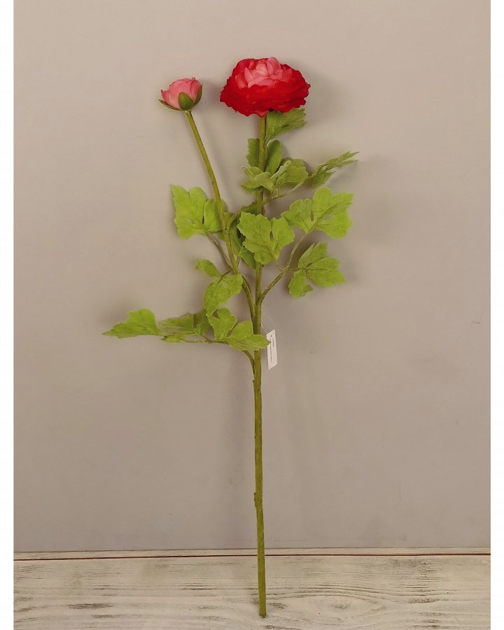 Лютик персидский (ранункулюс) для интерьерного декора