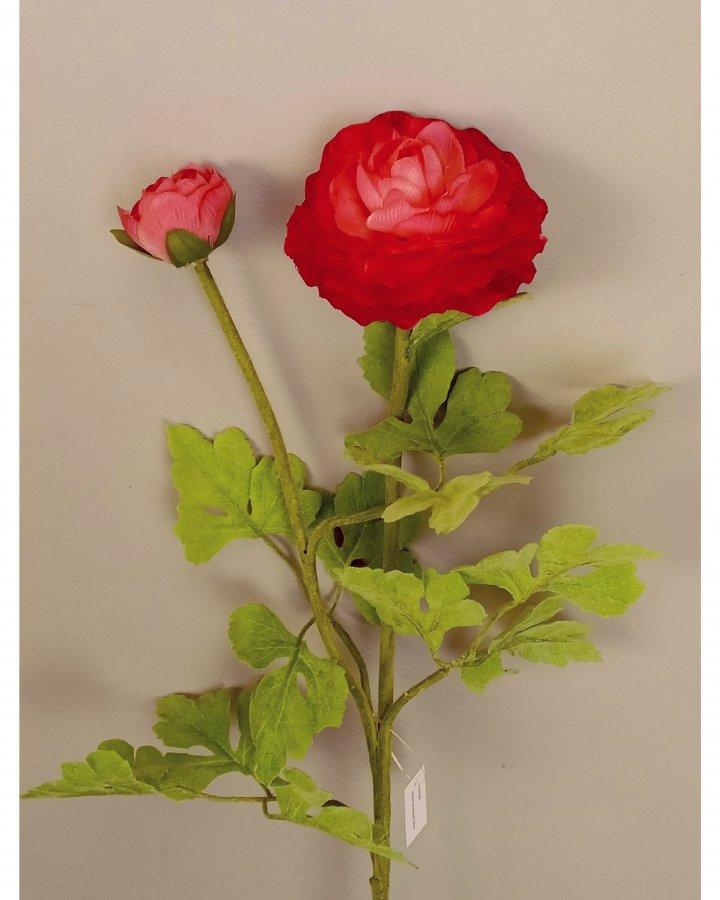 Лютик персидский (ранункулюс) для интерьерного декора