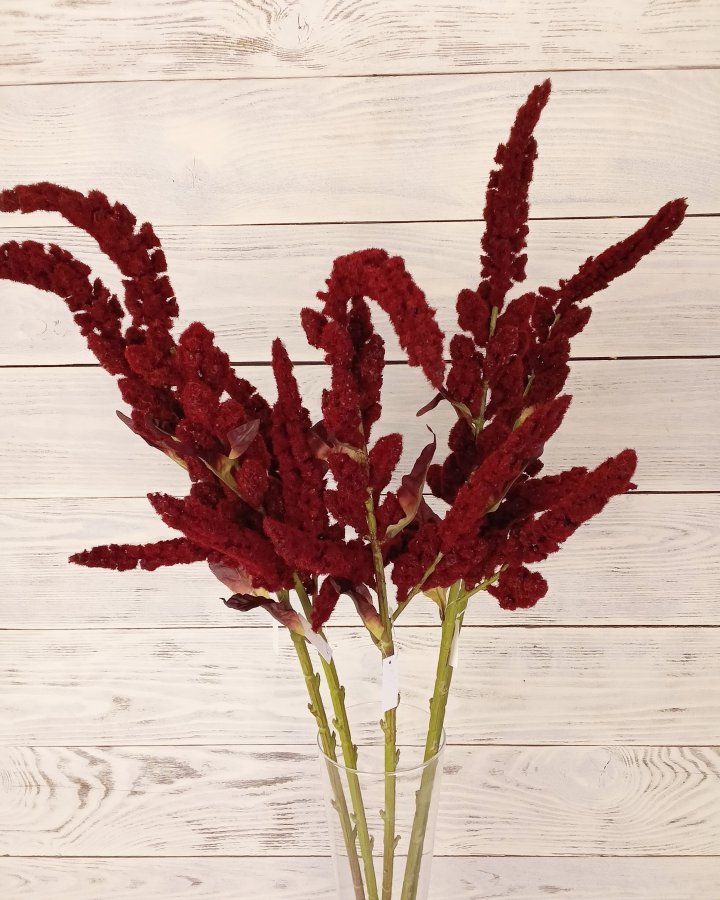 Амарант "Пумила" для декора интерьера