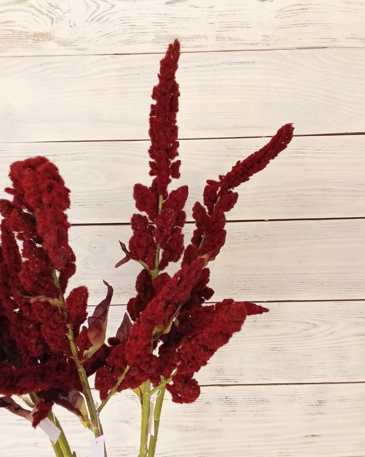 Амарант "Пумила" для декора интерьера