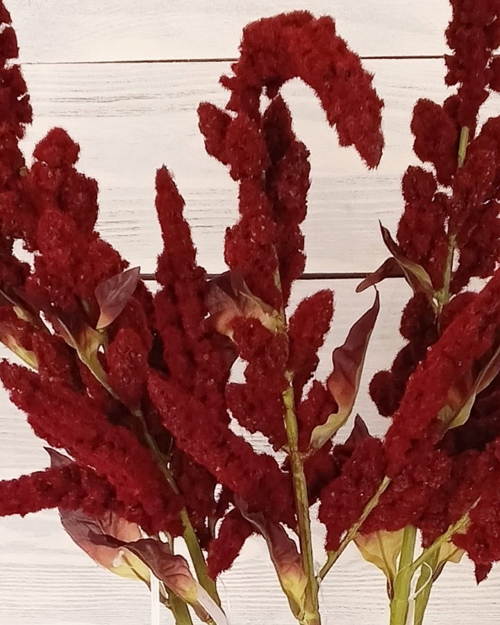 Амарант "Пумила" для декора интерьера