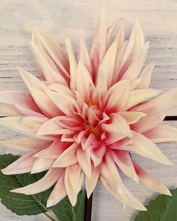 Хризантема "Кастелли" для интерьерного декора