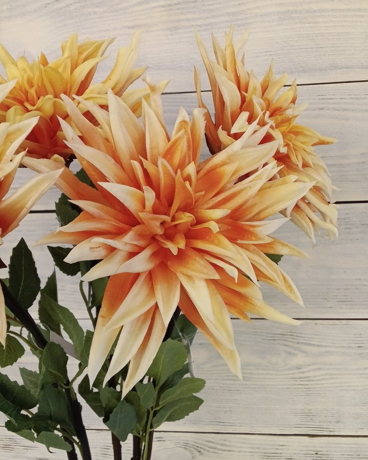 Хризантема "Кастелли" для декора интерьера