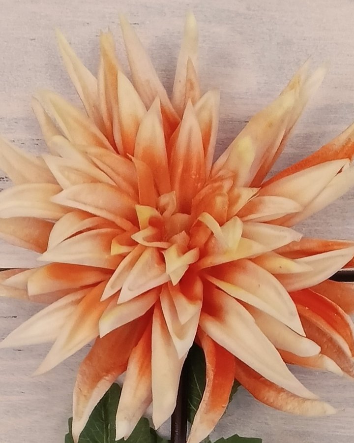 Хризантема "Кастелли" для декора интерьера