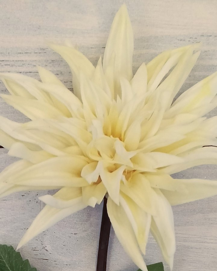 Хризантема "Кастелли" для интерьера