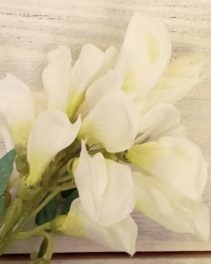 Акация для декора интерьера