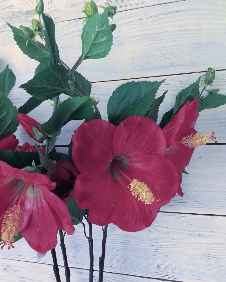 Гибискус (суданская роза) для декора интерьера