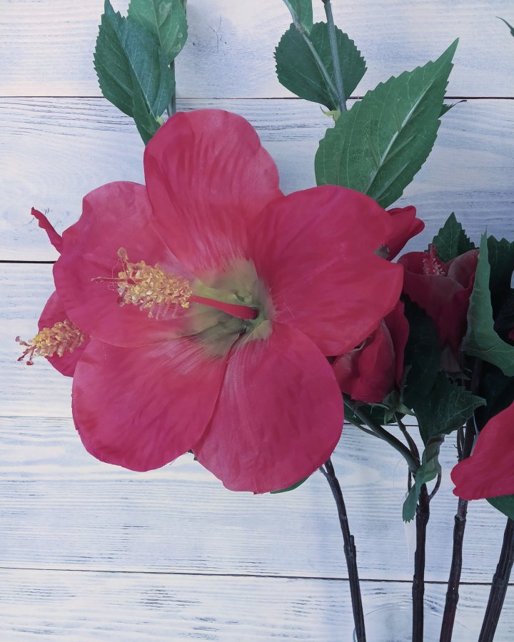 Гибискус (суданская роза) для декора интерьера