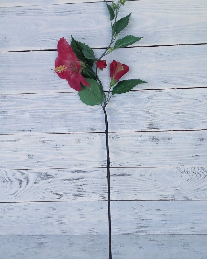 Гибискус (суданская роза) для декора интерьера