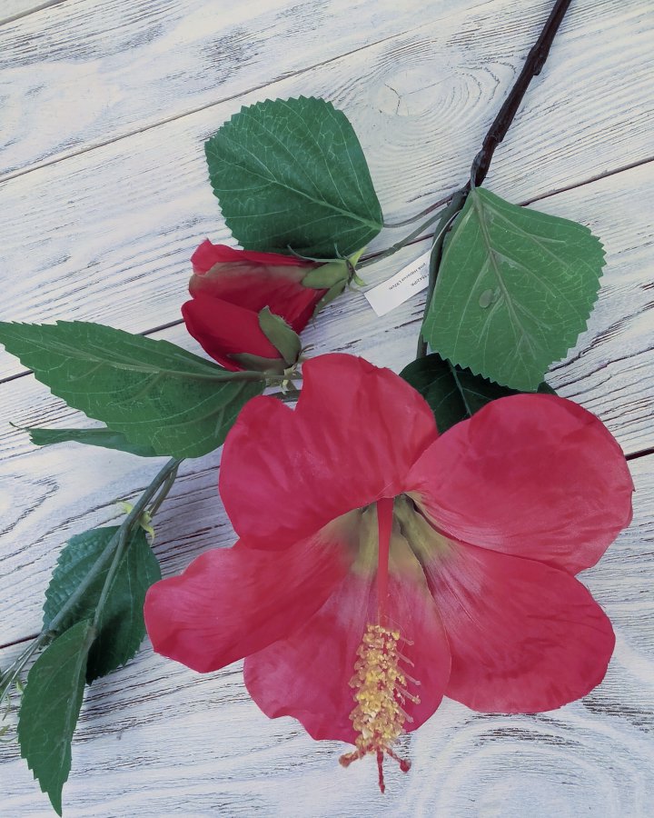 Гибискус (суданская роза) для декора интерьера