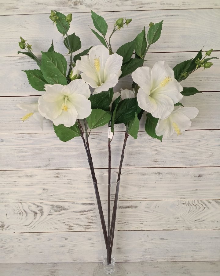 Гибискус (суданская роза) для декора интерьера