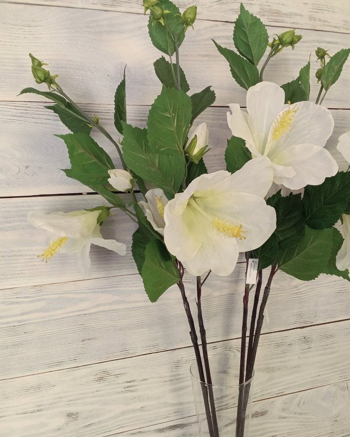 Гибискус (суданская роза) для декора интерьера