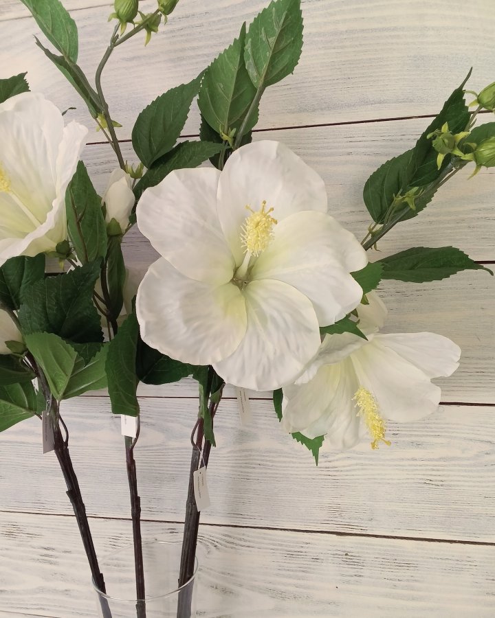 Гибискус (суданская роза) для декора интерьера