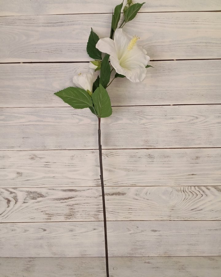 Гибискус (суданская роза) для декора интерьера