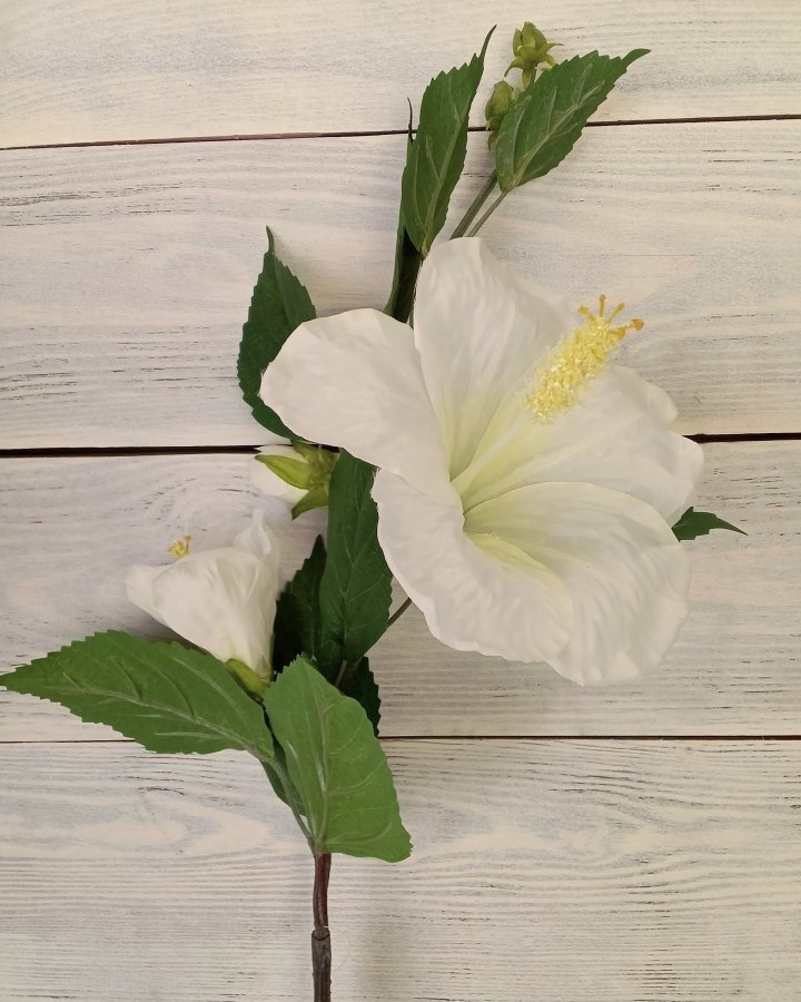 Гибискус (суданская роза) для декора интерьера