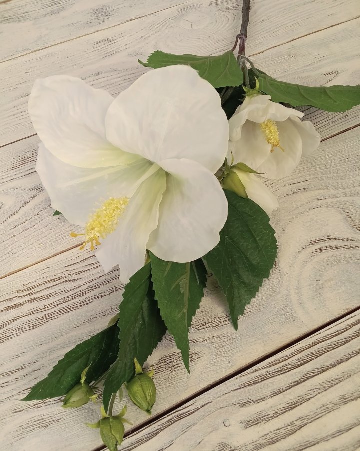 Гибискус (суданская роза) для декора интерьера