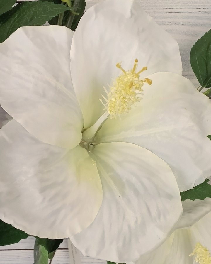 Гибискус (суданская роза) для декора интерьера