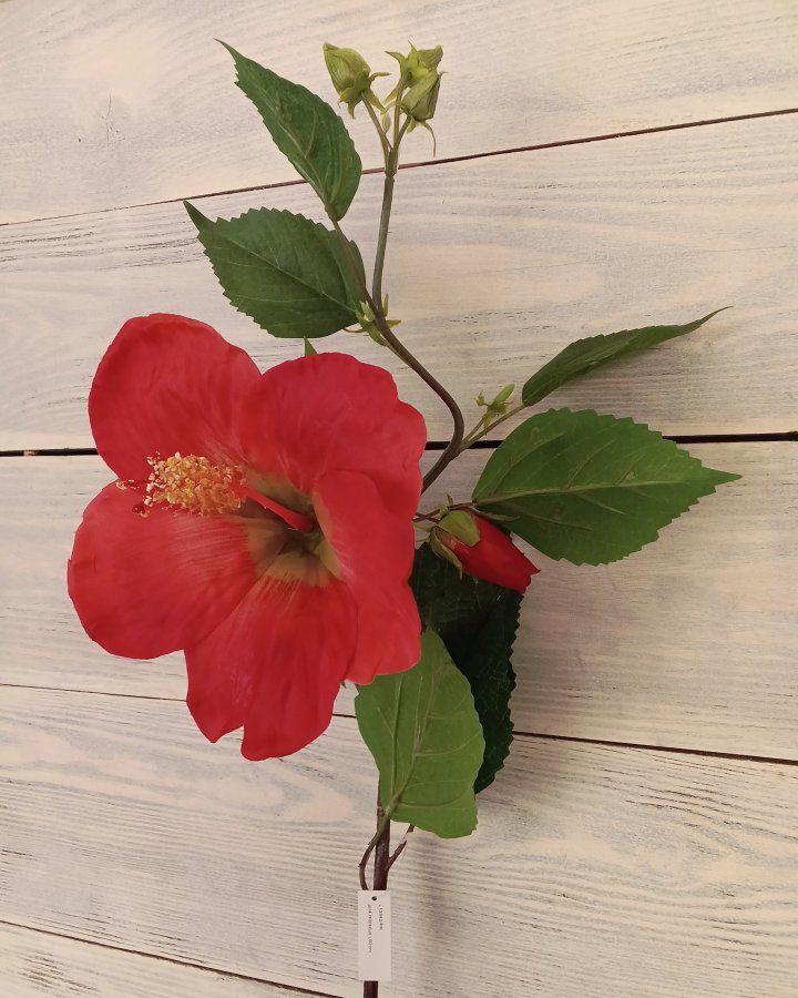 Гибискус (суданская роза) для декора 