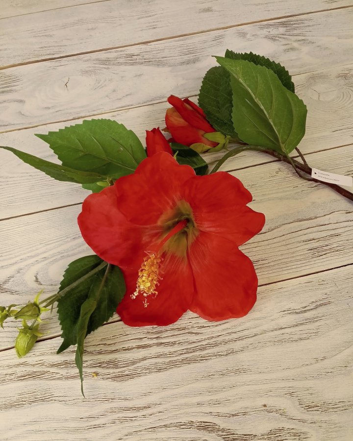 Гибискус (суданская роза) для декора 