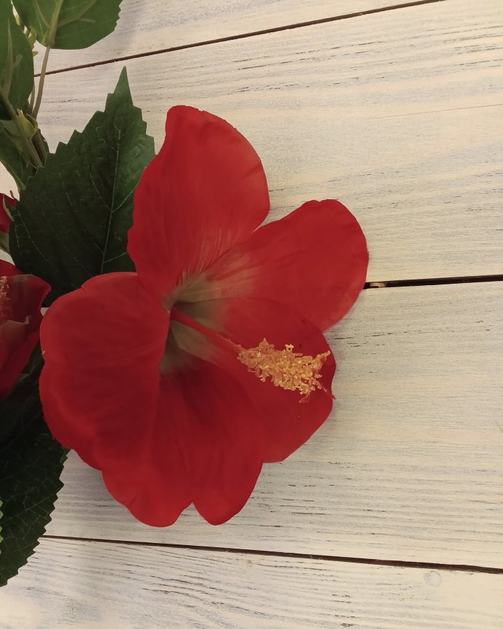 Гибискус (суданская роза) для декора 