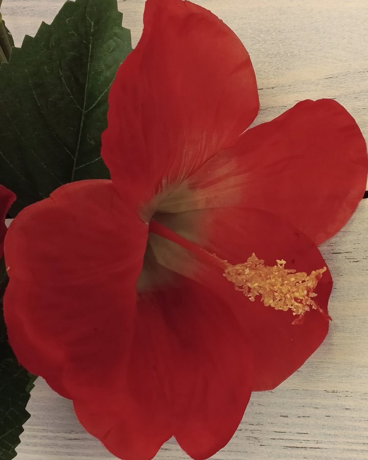 Гибискус (суданская роза) для декора 