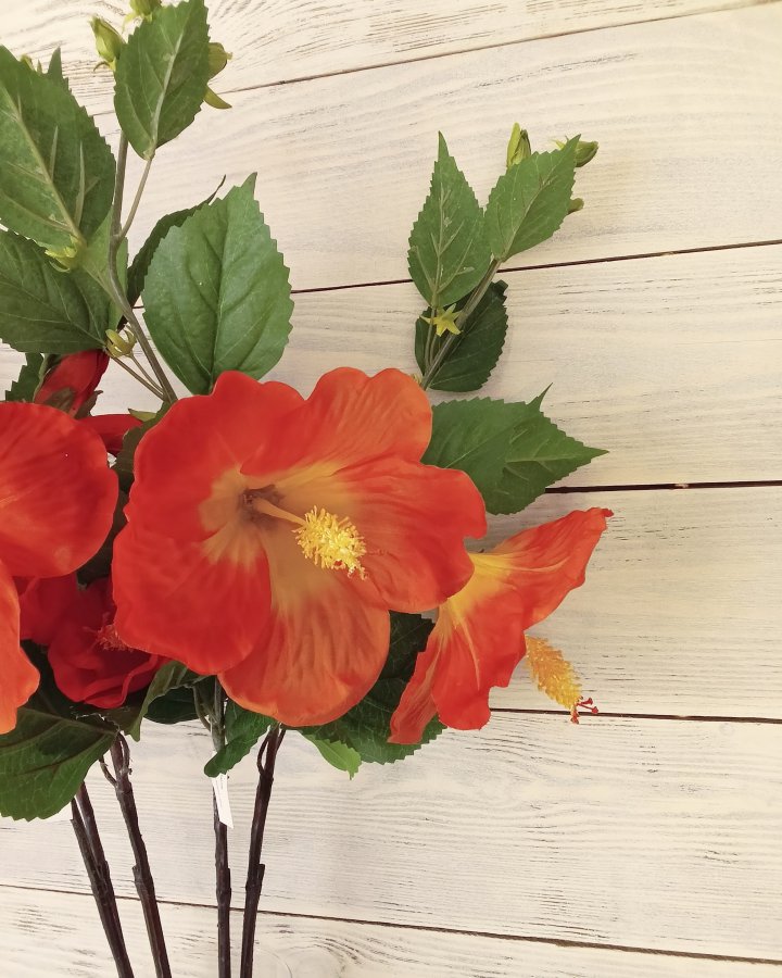 Гибискус (суданская роза) для интерьерного декора