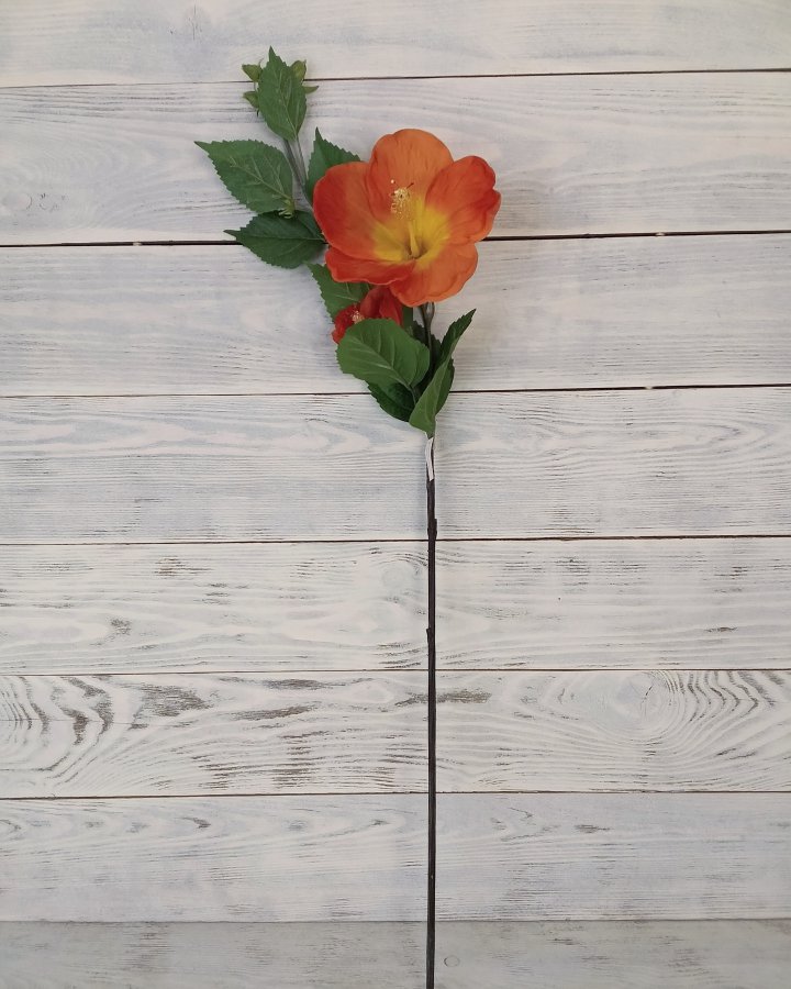 Гибискус (суданская роза) для интерьерного декора