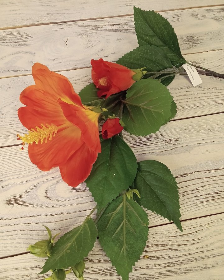 Гибискус (суданская роза) для интерьерного декора