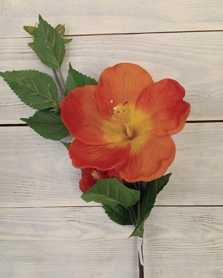 Гибискус (суданская роза) для интерьерного декора