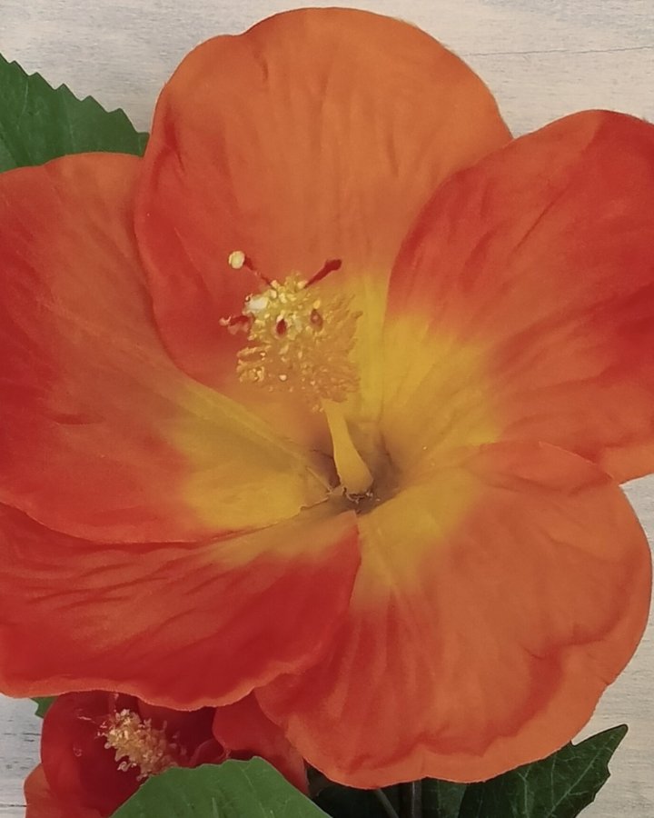 Гибискус (суданская роза) для интерьерного декора