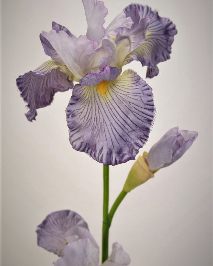 Ирис "Ля рю Босвел" для интерьера