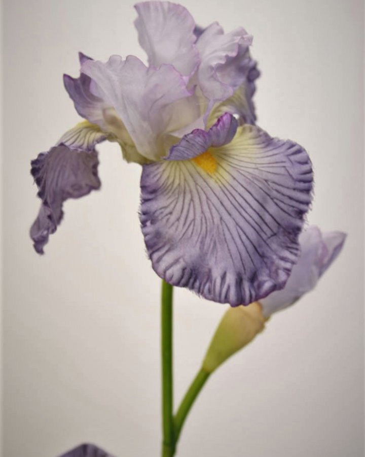 Ирис "Ля рю Босвел" для интерьера