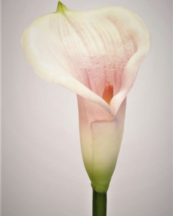 Калла "Пикассо" для декора интерьера