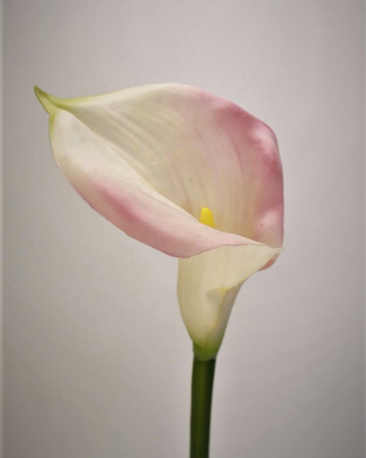 Калла "Пикассо" для интерьерного декора